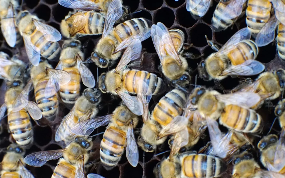 What’s the buzz about bees?