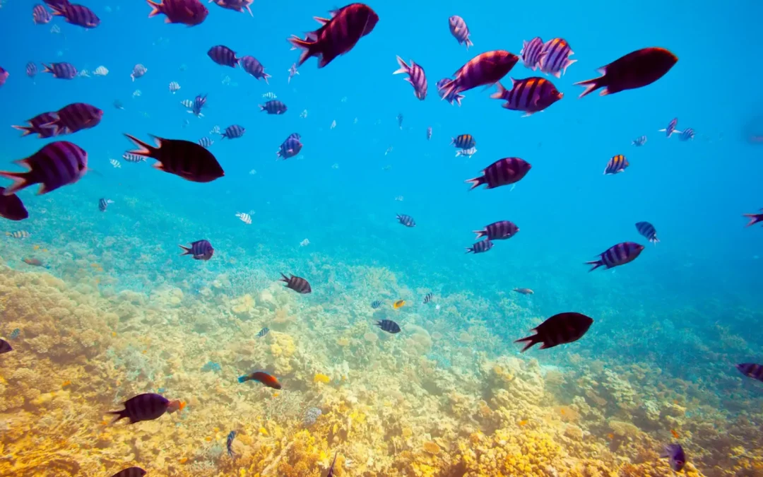 Supporting SDG 14: Life Below Water